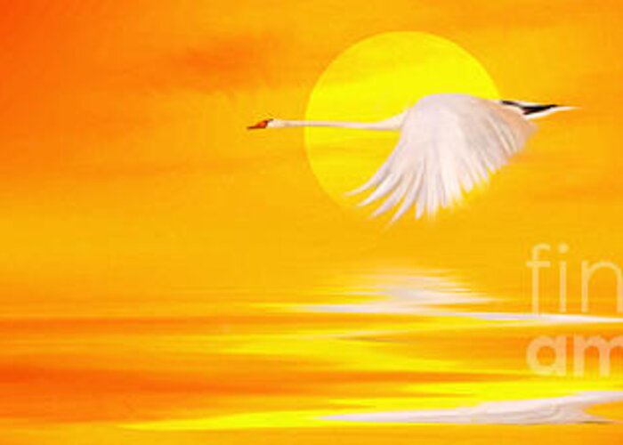 Flying Swan At Sunset Greeting Card featuring the painting Mute Sunset by John Edwards