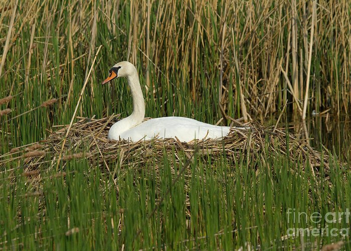 Mute Swan Greeting Card featuring the photograph Mute Swan On Nest by Helmut Pieper