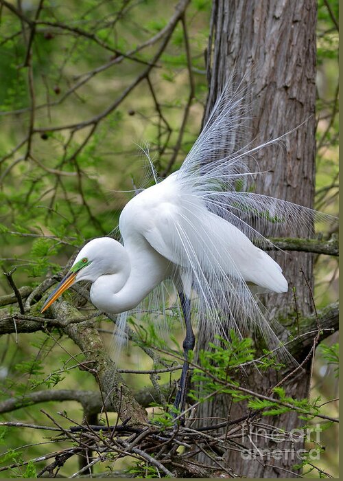 Egret Greeting Card featuring the photograph My Beautiful Plumage by Kathy Baccari