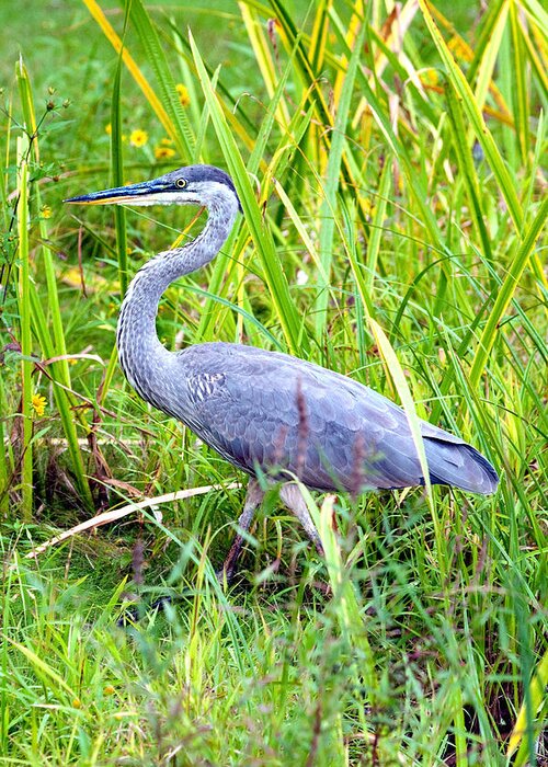 Bird Greeting Card featuring the photograph My Blue Heron by Greg Fortier