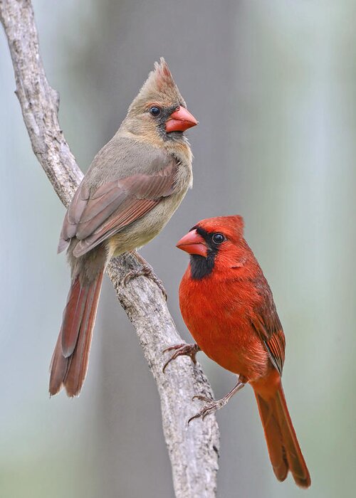 Cardinals Greeting Card featuring the photograph My Cardinal Neighbors by Bonnie Barry