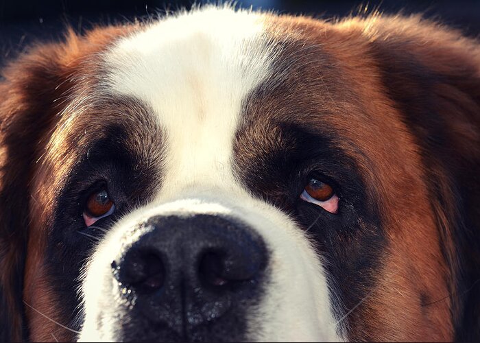 St. Bernard Greeting Card featuring the photograph My Dog is My BFF by Robin Dickinson