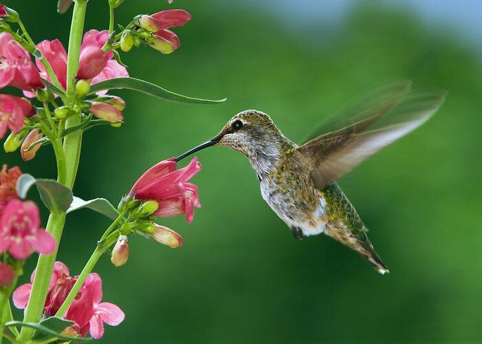Hummingbird Greeting Card featuring the photograph Her favorite flowers by William Lee