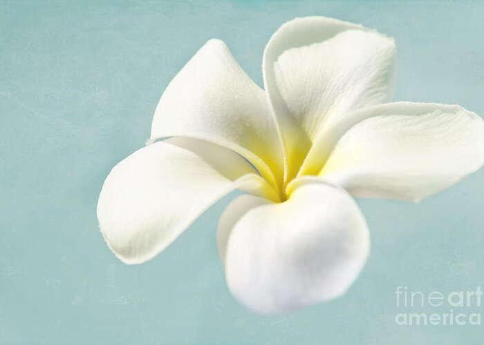 Plumeria Greeting Card featuring the photograph My hope carries me . . . by Sharon Mau