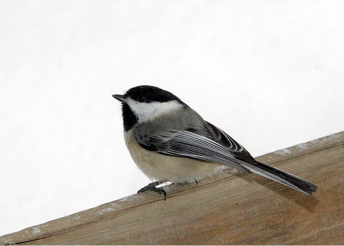 Brid Photography Greeting Card featuring the photograph My Little Chickadee by Andrea Lazar