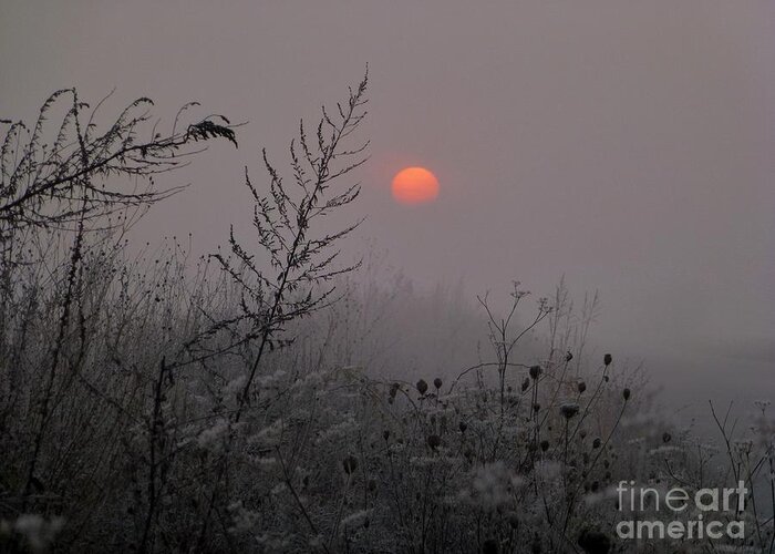 Mist Greeting Card featuring the photograph My Misty Morning by Amalia Suruceanu
