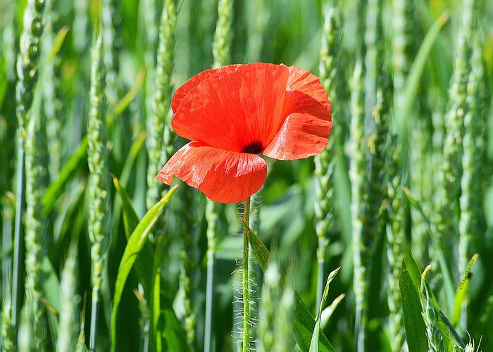 Poppy Greeting Card featuring the photograph My poppy for you by Felicia Tica