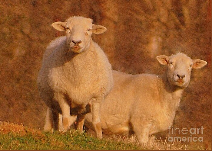 Sheep Greeting Card featuring the photograph My Sheep ...  by Lydia Holly