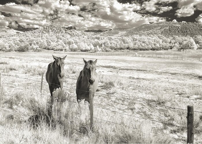Art Greeting Card featuring the photograph My Two Friends by Jon Glaser