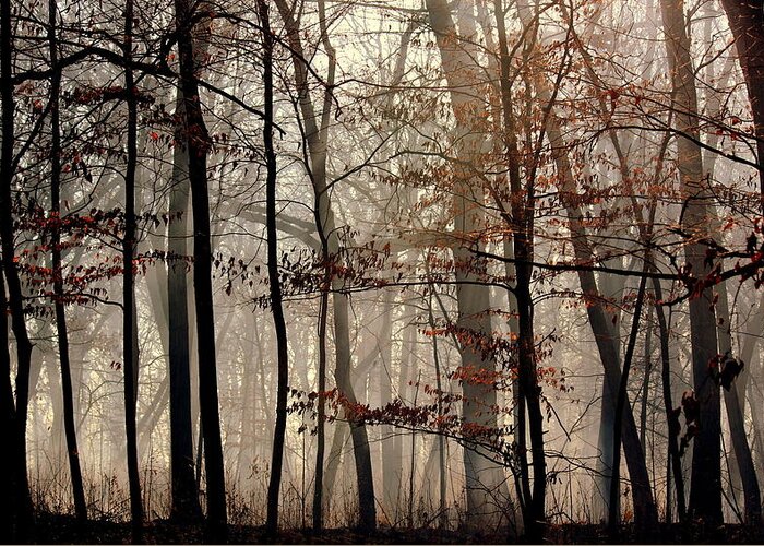 Forest Greeting Card featuring the photograph Mysterious Forest by Rosanne Jordan