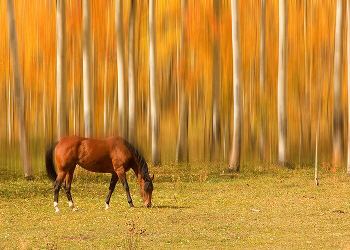 Horse Greeting Card featuring the photograph Mystic Autumn Grazing Horse by James BO Insogna