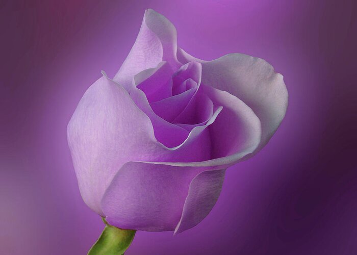 Rose Greeting Card featuring the photograph Mystical Purple Rose by Sandy Keeton