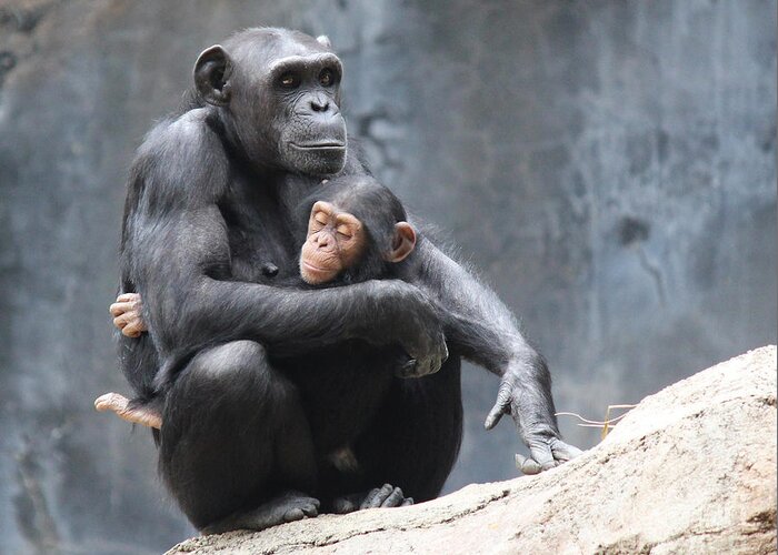Chimpanzee Greeting Card featuring the photograph Nap Time by Cheryl Del Toro