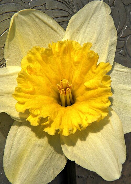 Narcissus Greeting Card featuring the photograph Narcissus by Chris Berry