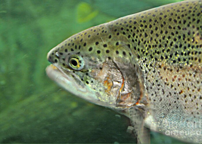 Trout Greeting Card featuring the photograph Native Rainbow Trout by Mindy Bench