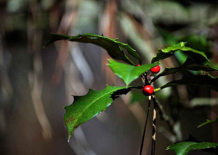 Holly In The Wild Greeting Card featuring the photograph Natural Holly Decor by Bill Swartwout