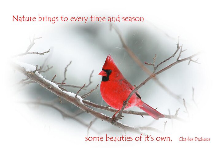 Red Cardinal Greeting Card featuring the photograph Nature Brings by Karol Livote