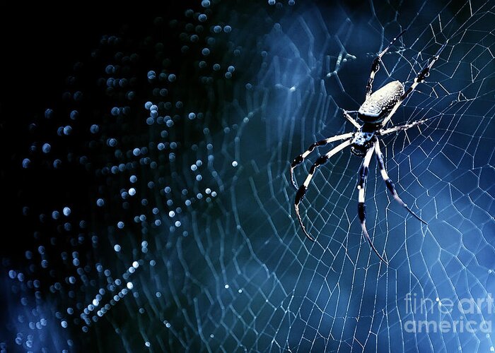 Spider Greeting Card featuring the photograph Nature's Architect 2014 by Katya Horner
