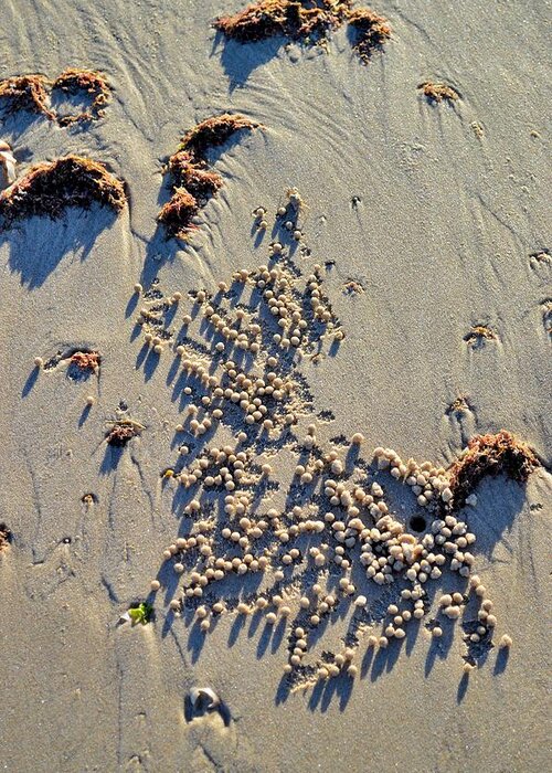 Beach Greeting Card featuring the photograph Natures Art - Spot the Sand Bubbler Crab by Jeremy Hall