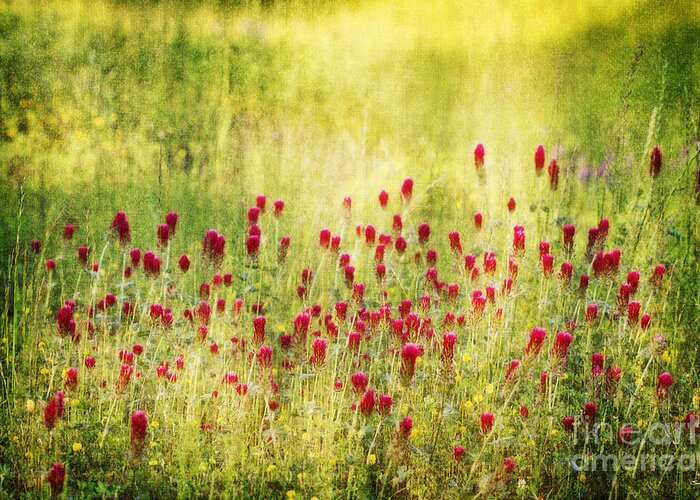 Field Greeting Card featuring the photograph Nature's Canvas by Scott Pellegrin