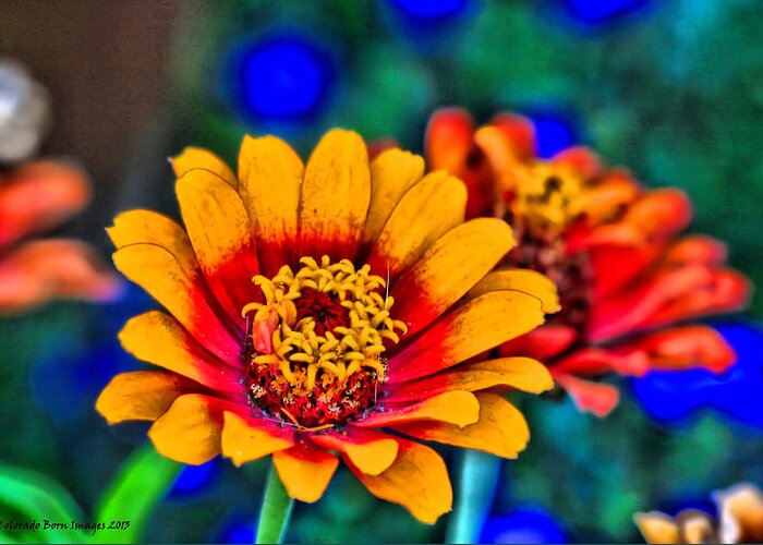 Bright Flowers Greeting Card featuring the photograph Natures Eye Candy by Rebecca Adams