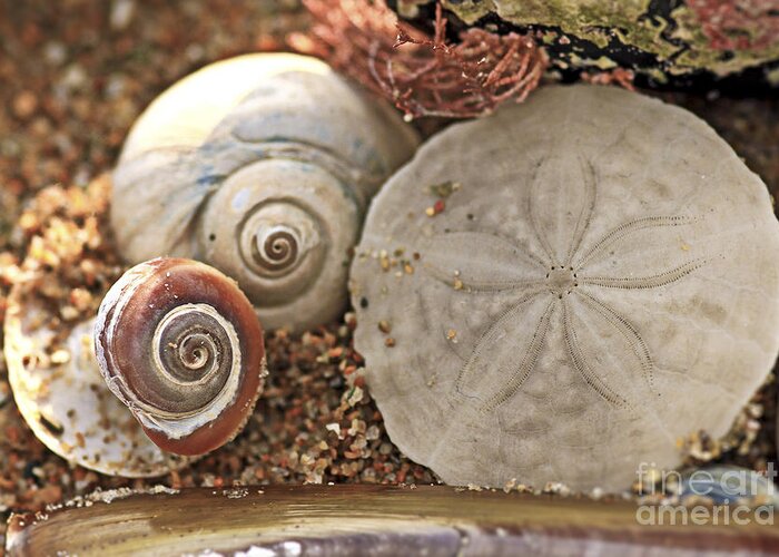 Sand Dollar Greeting Card featuring the photograph Natures Prayer for Peace by Brenda Giasson