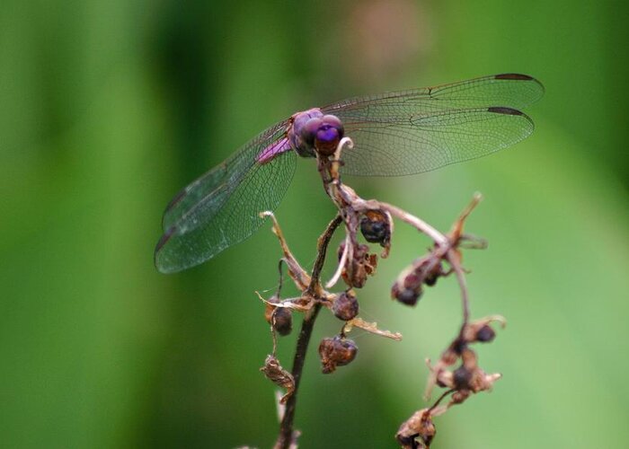 Pink Greeting Card featuring the photograph Dragonfly - Nature's Rose #1 by Lora Tout