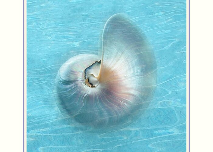 Beach Greeting Card featuring the photograph Nautilus Shell Underwater by Linda Olsen