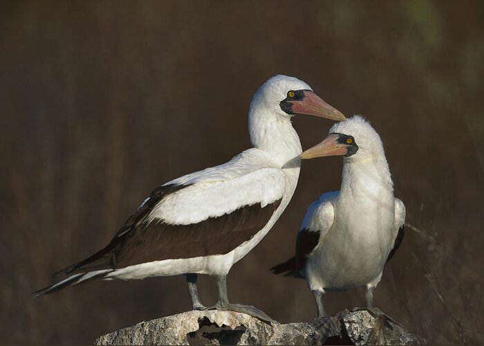 Feb0514 Greeting Card featuring the photograph Nazca Booby Pair At Nest Site Galapagos by Tui De Roy
