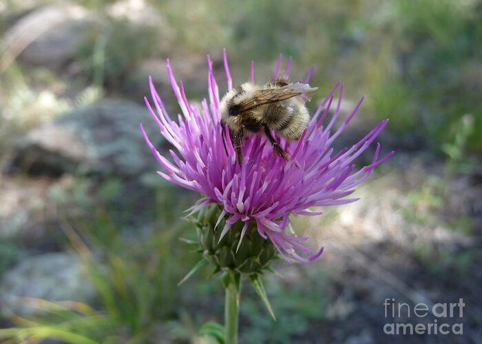 Bee Greeting Card featuring the photograph Nectar by Jennifer Mathus