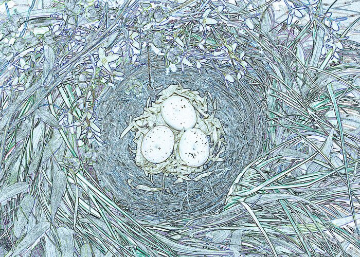 First Star Art Greeting Card featuring the photograph Nest Eggs by jrr by First Star Art