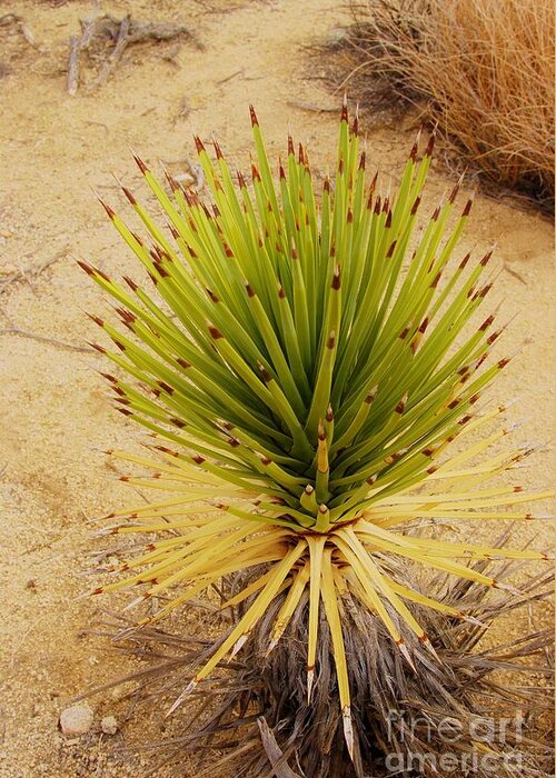 Yucca Brevifolia Greeting Card featuring the photograph NeW BeGiNNiNG  by Angela J Wright