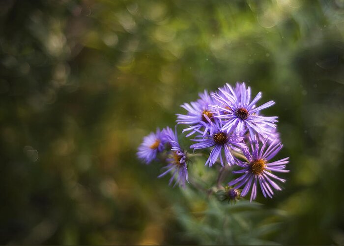 Flowers Greeting Card featuring the photograph New England Asters by Scott Norris