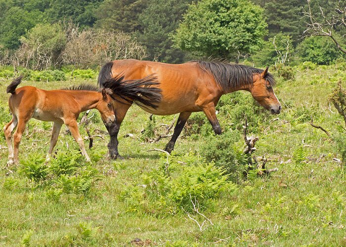 Wildlife Greeting Card featuring the photograph New Forest Pony and Foal by Tony Murtagh