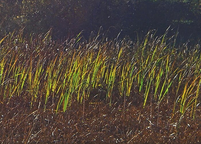 Spring New Growth Marsh Cattails Greeting Card featuring the photograph New Growth by Laurie Stewart