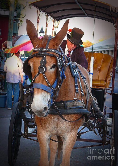 New Orleans. Louisiana Greeting Card featuring the photograph New Orleans Mule Carraige by Jeanne Woods