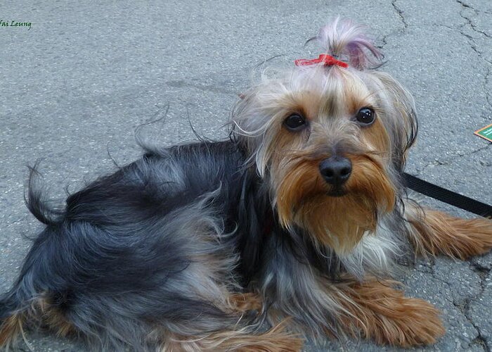 Pampered Puppy Greeting Card featuring the photograph New Yorkie cutie by Lingfai Leung