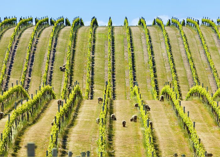 New Zealand Greeting Card featuring the photograph New Zealand vineyard by Alexey Stiop