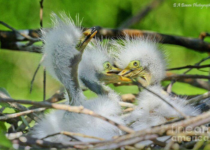 Great Egret Greeting Card featuring the photograph Newborn Egrets by Barbara Bowen