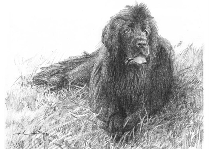 <a Href=http://miketheuer.com Target =_blank>www.miketheuer.com</a> Newfoundland Dog Pencil Portrait Greeting Card featuring the drawing Newfoundland Dog Pencil Portrait by Mike Theuer