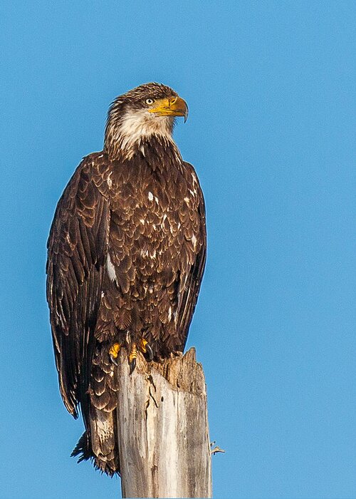 Bald Eagle Greeting Card featuring the photograph Next Generation by Kevin Dietrich