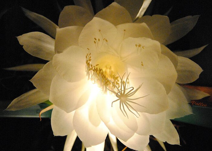 Cereus Greeting Card featuring the photograph Light Blooming Cereus by Vallee Johnson