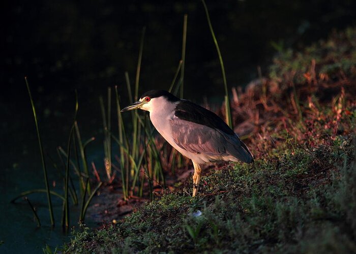 Night Heron Greeting Card featuring the photograph Night Heron by Duncan Selby