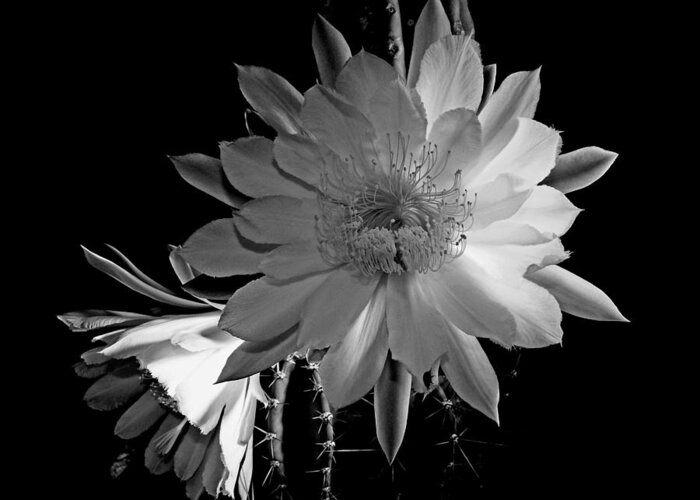  Night Blooming Cereus Cactus Flower Greeting Card featuring the photograph Nightblooming Cereus Cactus Flower by Susan Duda