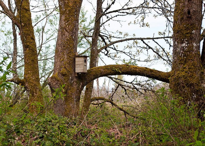 Nisqually National Wildlife Refuge Greeting Card featuring the photograph Nisqually National Wildlife Refuge / Trees and Birdhouse by Tikvah's Hope