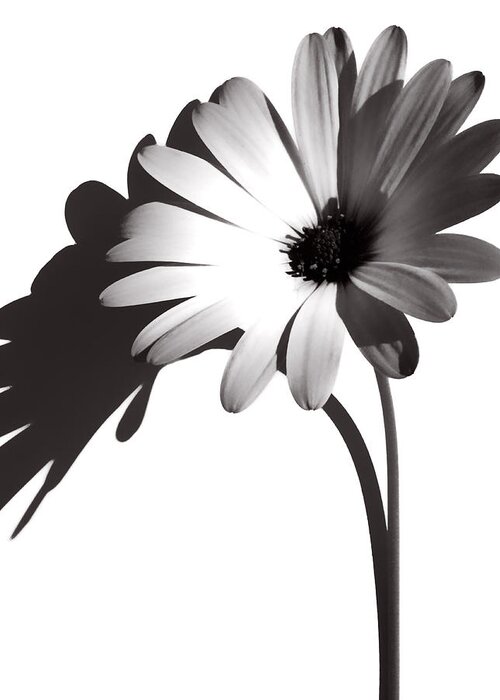 Flowers Greeting Card featuring the photograph No Colour Needed by J C