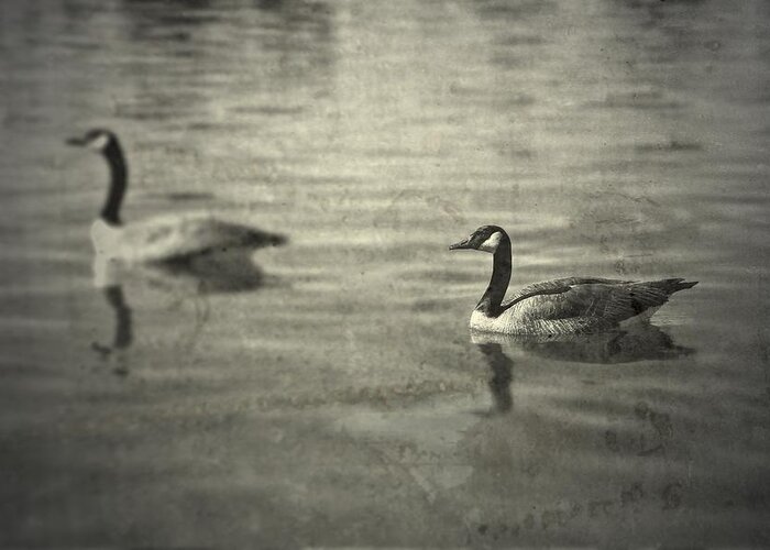 Geese Greeting Card featuring the photograph No Matter What by Mark Ross