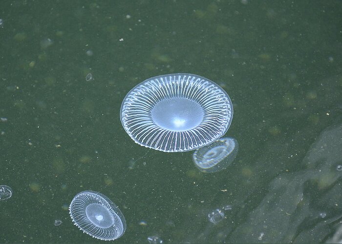 Jellyfish Greeting Card featuring the photograph No Toast Just Jellies by Richard Henne