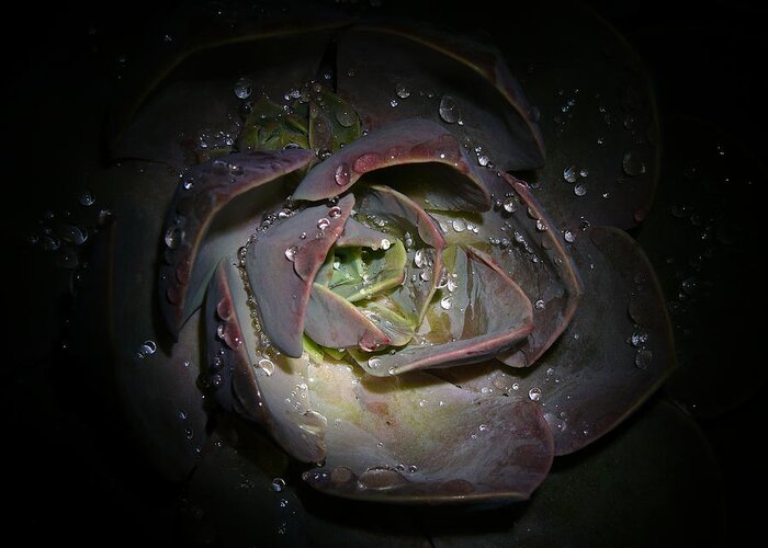 Succulent Greeting Card featuring the photograph Nocturnal Diamonds by Evelyn Tambour