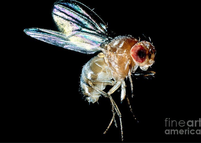 Drosophila Greeting Card featuring the photograph Normal Red-eyed Fruit Fly by Darwin Dale